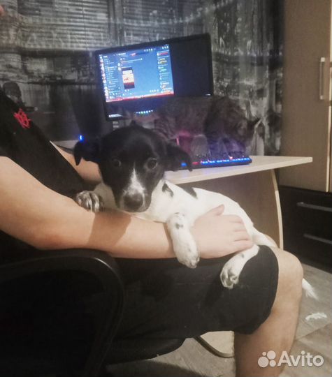 Щенок в добрые руки