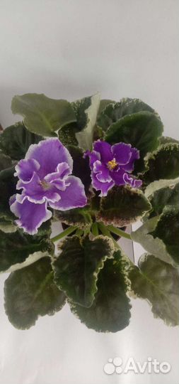 Фиалки сортовые