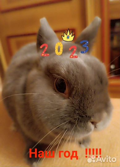 Карликовый кролик.Вязка