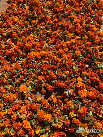 Бархатцы семена