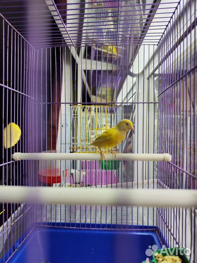 Кенара и канарейки