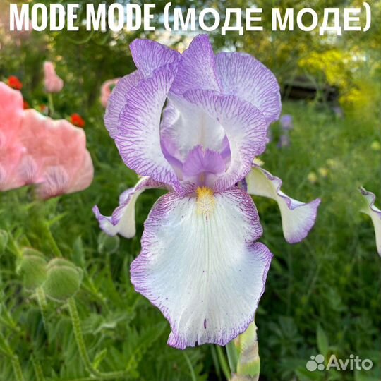 Ирис 15 сортов бородатый германский