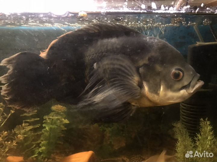 Астронотус вуалевый