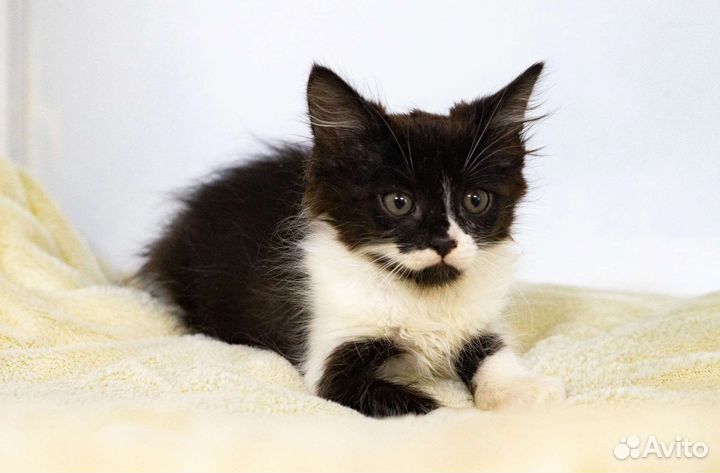 Кошки в добрые руки бесплатно