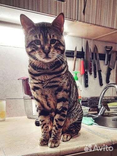 Бенгальский кот вязка