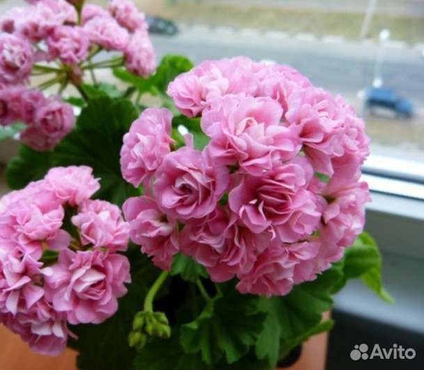 Герани и пеларгонии