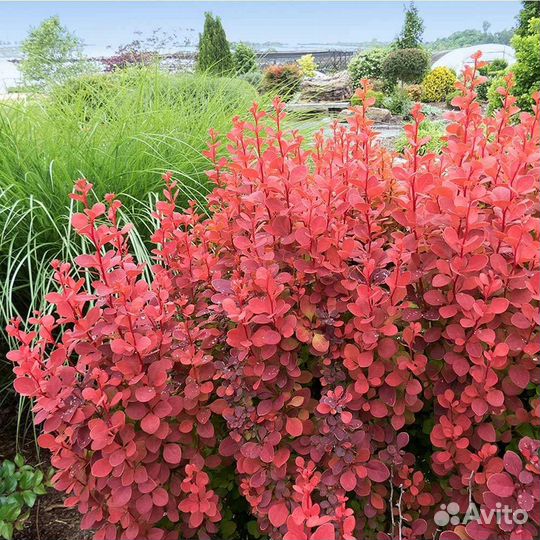 Барбарис Оранж рокет
