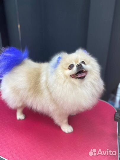 Требуются модели на грумминг для обучения