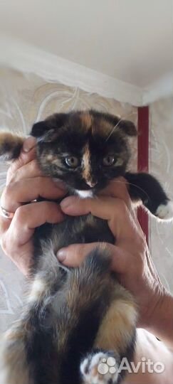 Отдам вислоухую кошечку в добрые руки