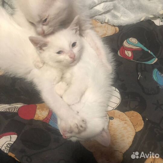 Милые котята в добрые руки