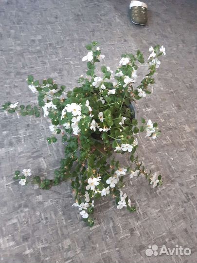 Бакопа вегетативная