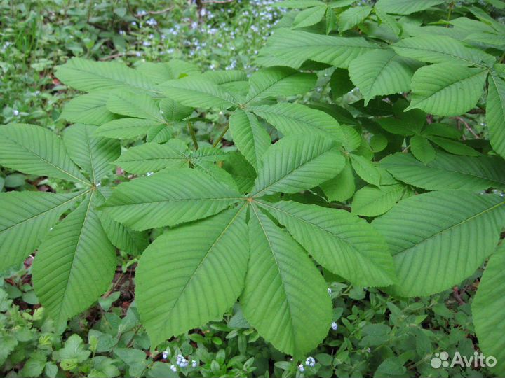 Каштаны, тибетская малина и дубы