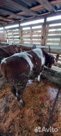 Домашние животные