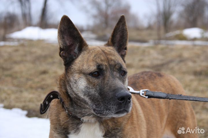 Дана ищет дом