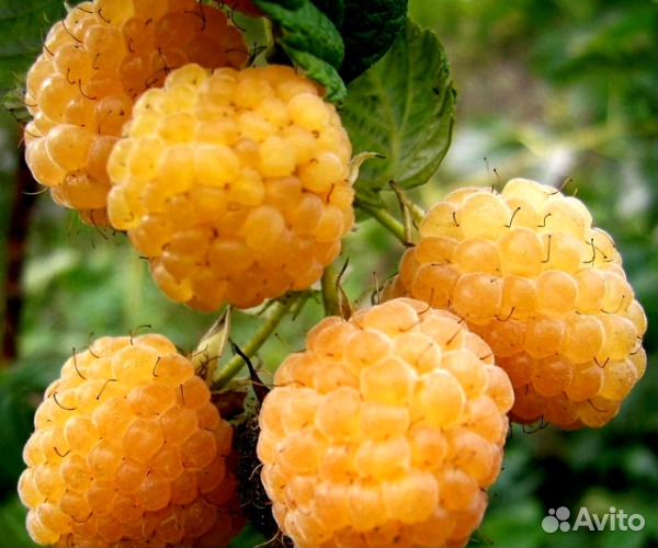 Малина сорт 