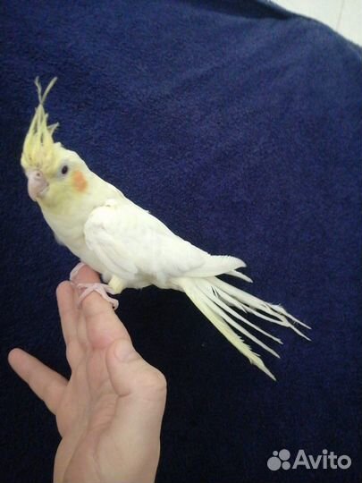 Попугай Корелла и какарики