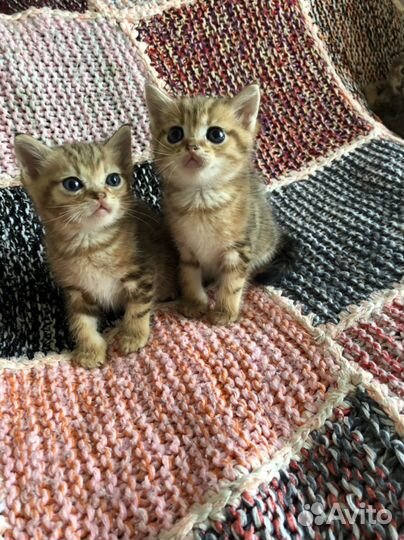 Шотландские мальчики