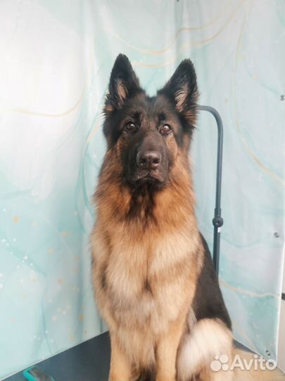 Груминг собак