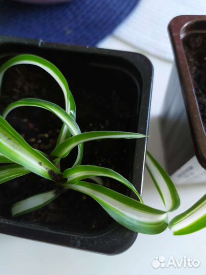 Хлорофитум кудрявый