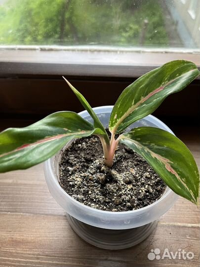 Аглаонема баттерфляй