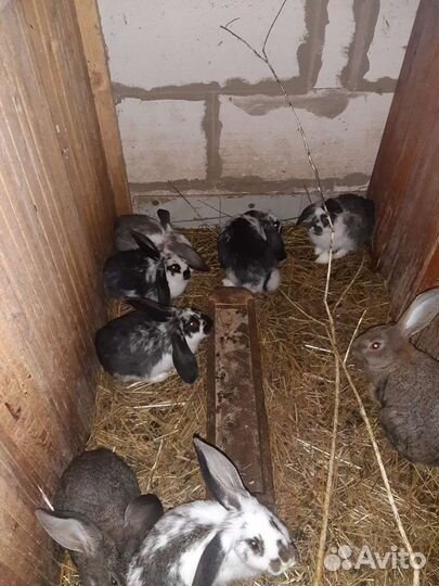 Продам кроликов