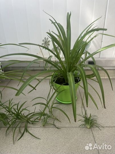 Хлорофитум