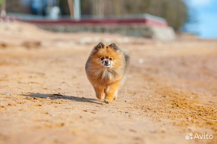 Передержка маленьких собак