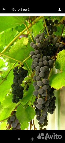 Виноград изабэла саженцы,есть взрослая лоза