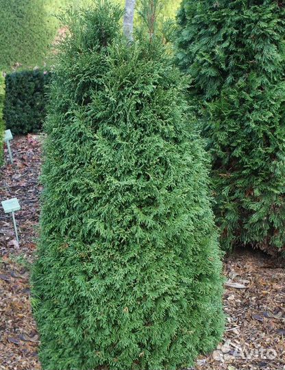 Редкие туи информация в описании