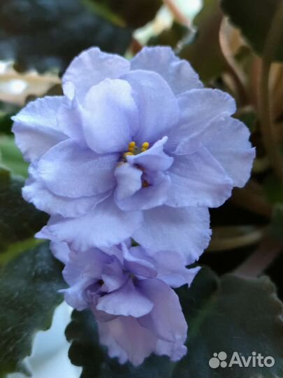 Фиалка сортовая