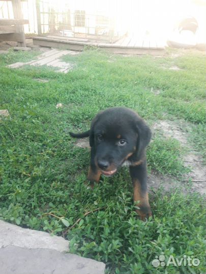 Охотничьи щенки