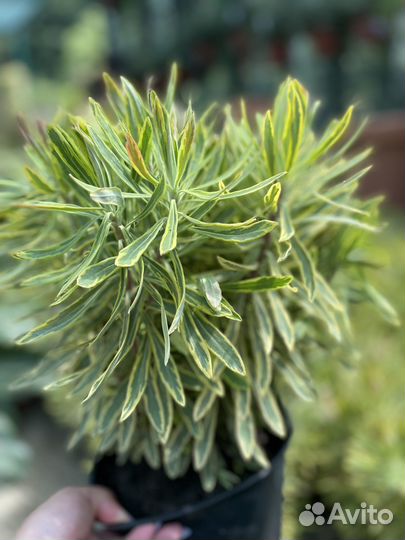 Растения для сада