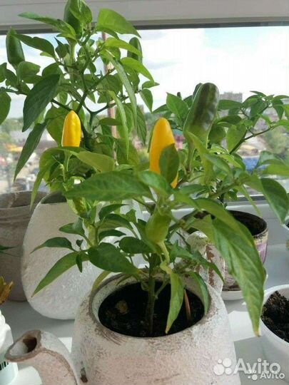 Перец комнатный