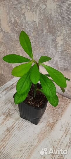 Синадениум гранта