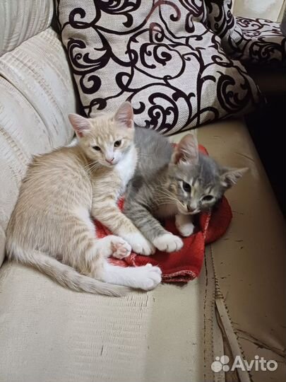 Котята в поиске дома