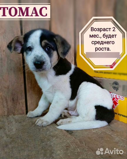 Щенок в добрые руки
