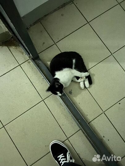 Котенок (девочка)