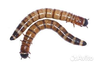 Туркменский таракан, сверчок банановый