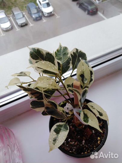 Фикус Твилайт