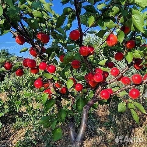 Абрикос Биг Ред