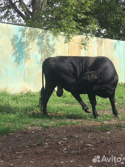 С/х животные, тёлки