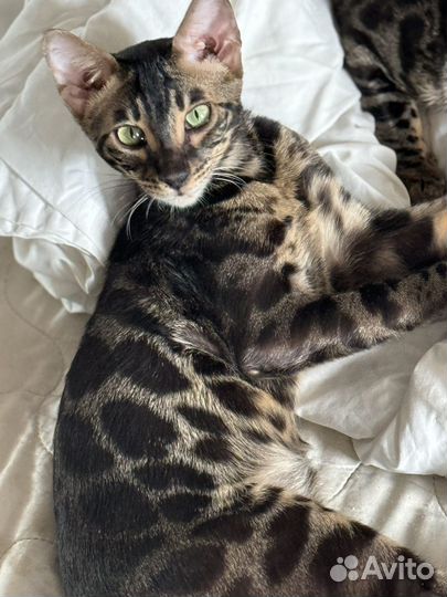 Бенгальский молодой котик