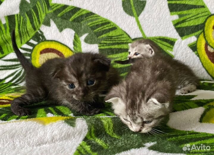 Шотландские котята (бронь)