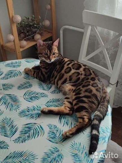 Бенгальский кот вязка
