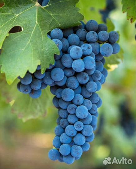 Вегетирующие саженцы Саперави северный