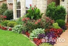 Хвойные растения (осенняя посадка)