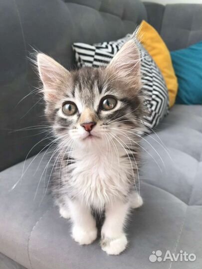 Котенок девочка 1, 5 месяца