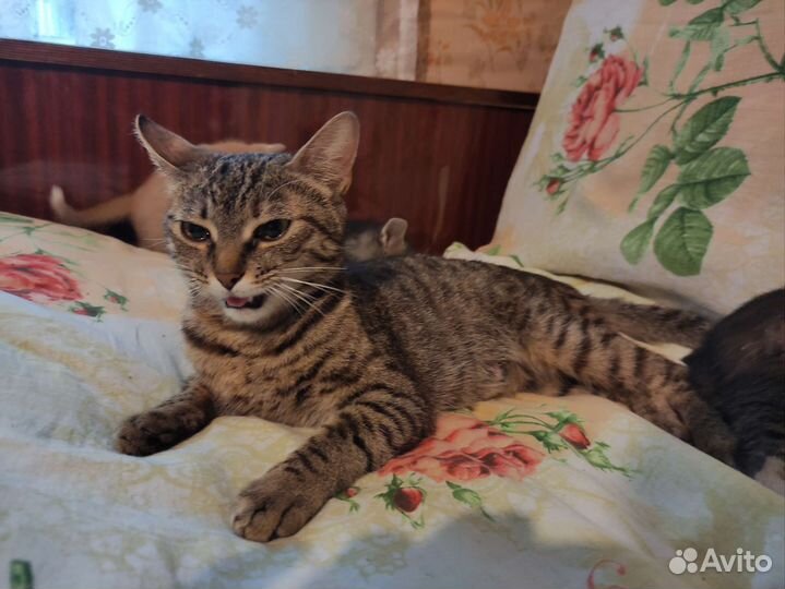 Котята в добрые руки бесплатно