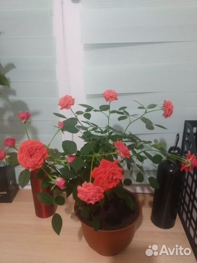 Комнатные цветы розы