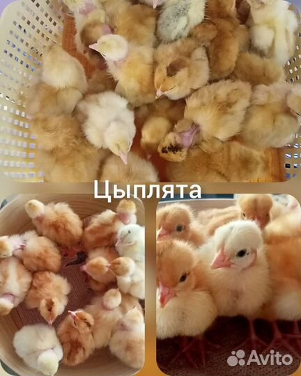 Цыплята мясоячные, индоутята